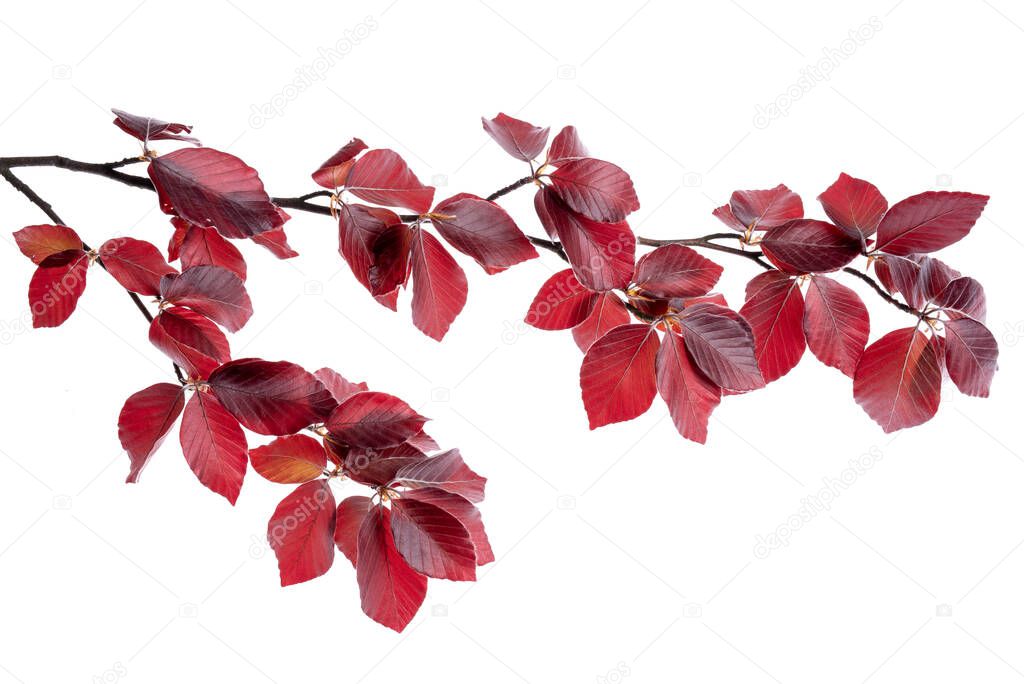 Twig of copper beech tree isolated on white background in springtime