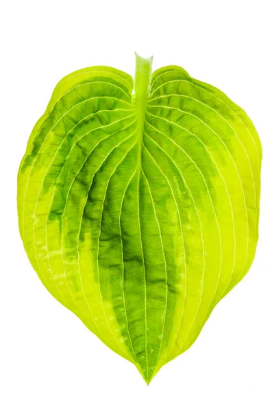 Hosta Leaf Isolated White Background — Stock Photo, Image