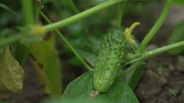 Cucumber grows on flowering bush. fresh cucumbers grown in open field — Stock Video