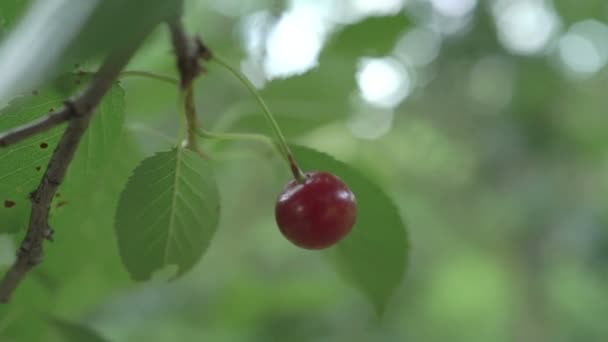 Rama de cerezo agrio rojo con una fruta sabrosa. Primer plano ramas de cerezo y fruta. Movimiento lento . — Vídeo de stock