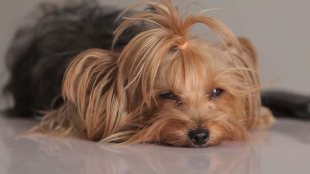 Yorkshire Terrier auf dem grauen Hintergrund — Stockvideo