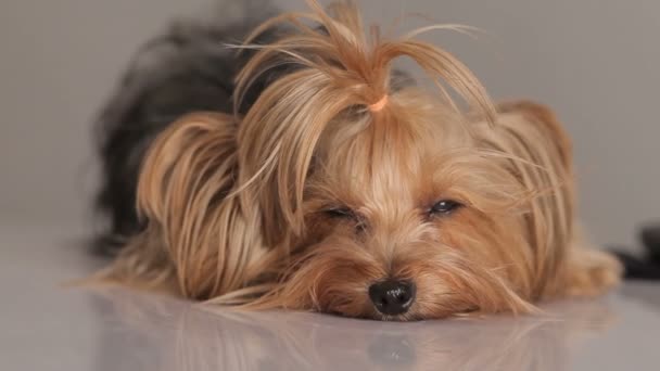 Yorkshire Terrier auf dem grauen Hintergrund — Stockvideo