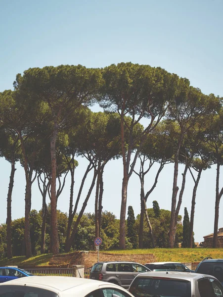 Каменные сосны на заднем плане, Рим, Италия . — стоковое фото