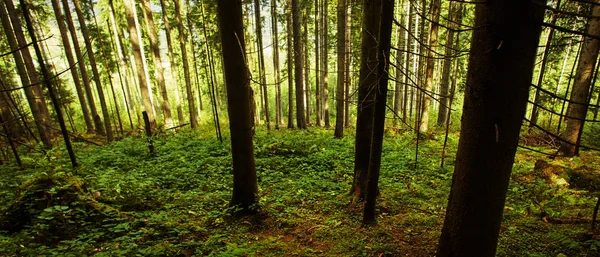 Bosque cerca de la aldea Dzembronya en los Cárpatos de Ucrania —  Fotos de Stock