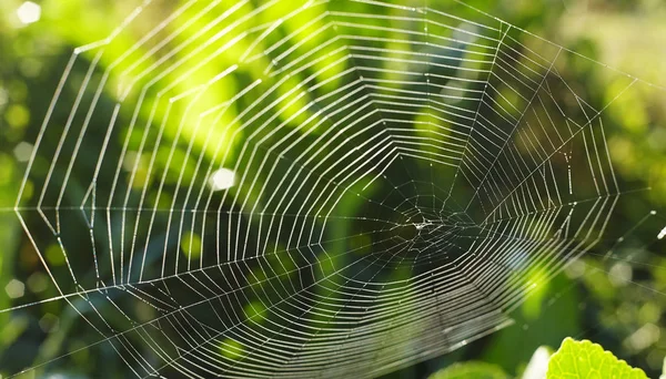Spider web on green background — Stock Photo, Image
