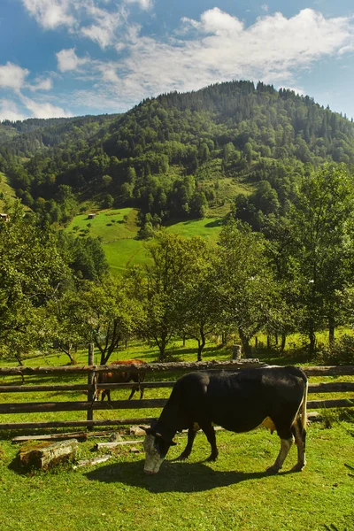 Карпатская корова пасется в долине — стоковое фото