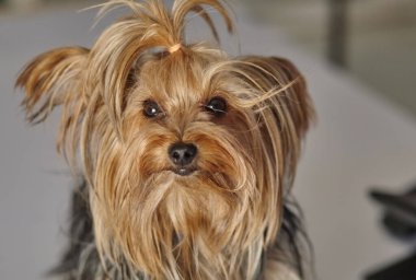 Gri arka planda yavru Yorkshire Teriyeri