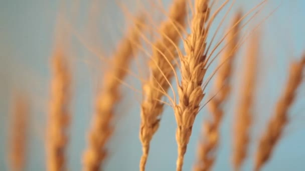 Veld van rijpende tarwe tegen de blauwe lucht. Spikeletten van tarwe met graan schudt wind. graanoogst rijpt in de zomer. landbouwbedrijfsconcept. milieuvriendelijke tarwe — Stockvideo