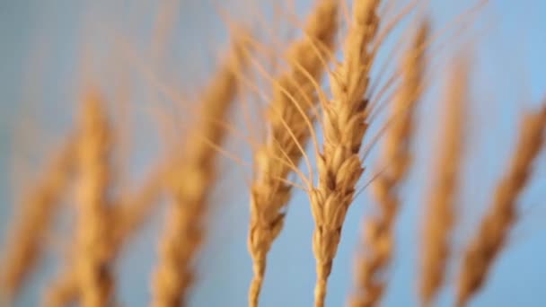 Champ de blé mûrissant contre le ciel bleu. Épillets de blé à grain secoue le vent. la récolte des grains mûrit en été. concept d'entreprise agricole. blé respectueux de l'environnement — Video