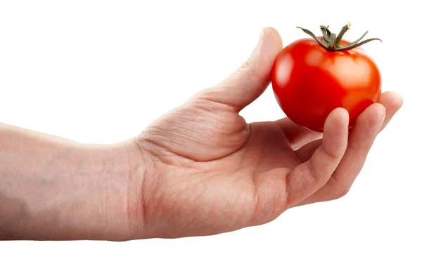 Tomates Mano Humana Aislado Sobre Fondo Blanco —  Fotos de Stock