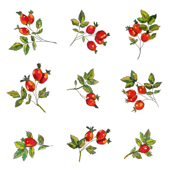 Hagebutten Set Mit Beeren Und Blättern Skizzenhaftes Design Vektorgrafik Illustration — Stockvektor