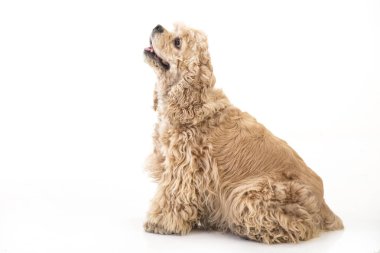 Amerikan cocker spaniel