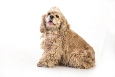 Amerikan cocker spaniel