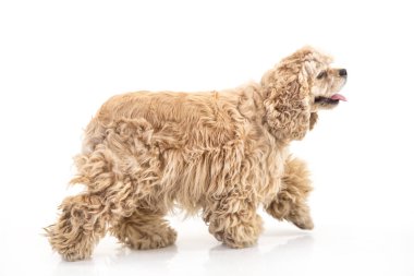 Amerikan cocker spaniel