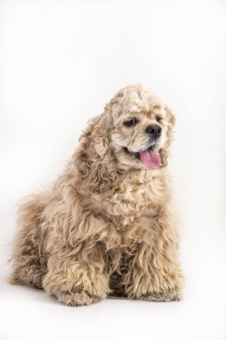 Amerikan cocker spaniel