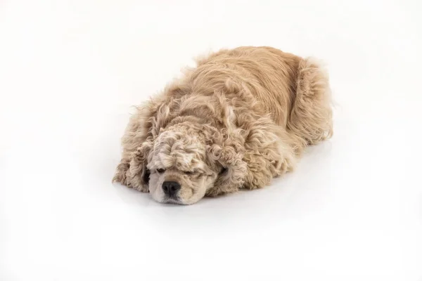 Amerikansk cocker spaniel — Stockfoto