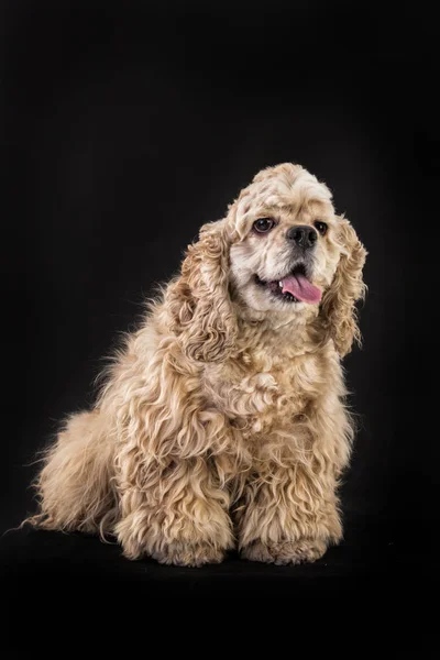 Amerikanischer Cockerspaniel — Stockfoto