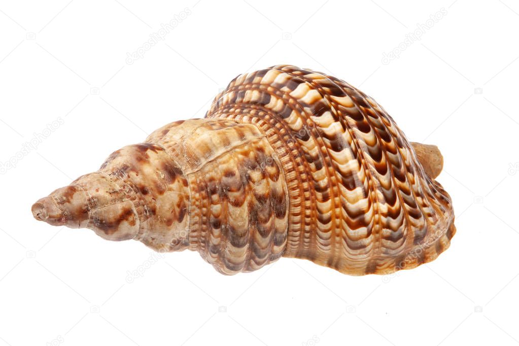 Big Sea Shell