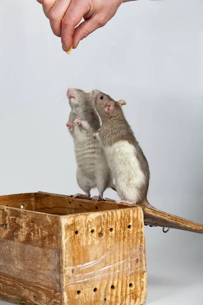 Zwei Ratten auf der Schachtel — Stockfoto