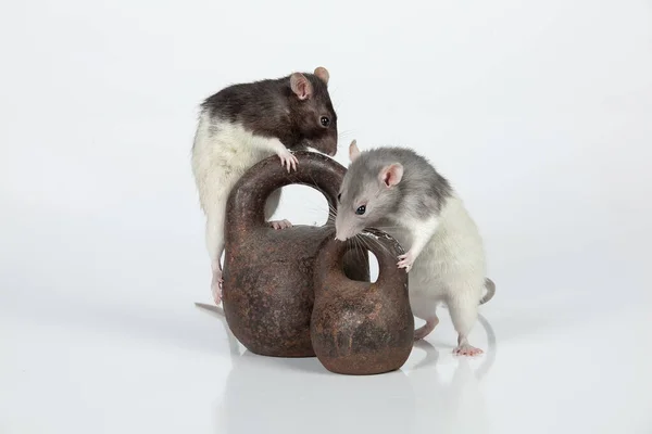 Ratten en oude ijzeren gewichten — Stockfoto
