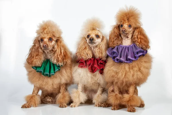 Três poodles — Fotografia de Stock