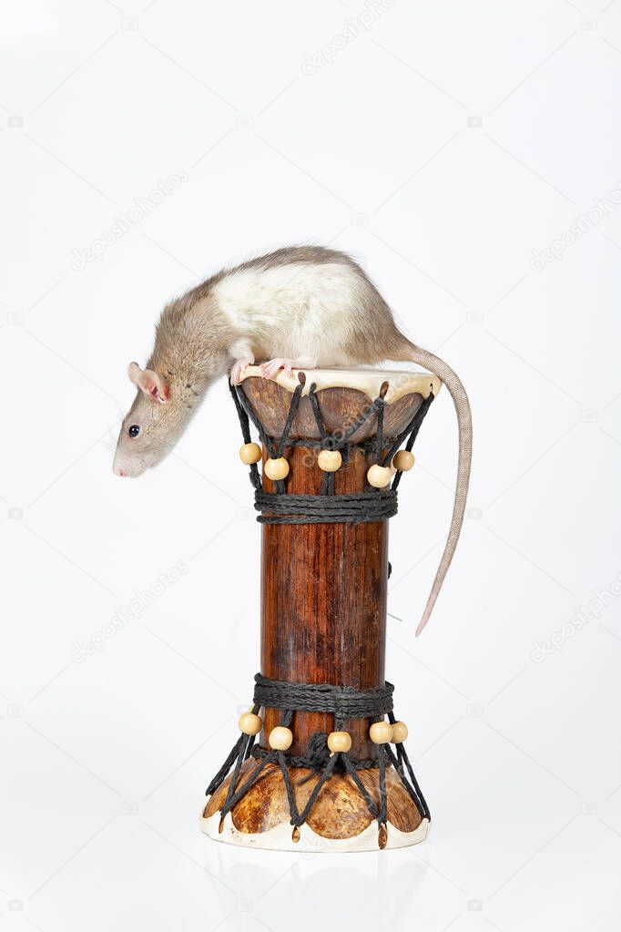 Rat And Drum