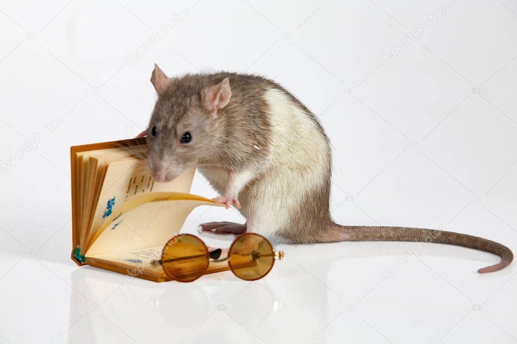 Reading Rat