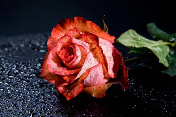 Rosa Roja Sobre Fondo Negro Con Gotas Agua — Foto de Stock