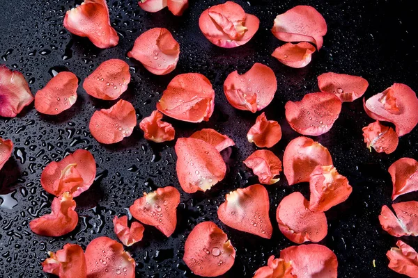 Red Rose Petals Studio Abckground — Stock Photo, Image