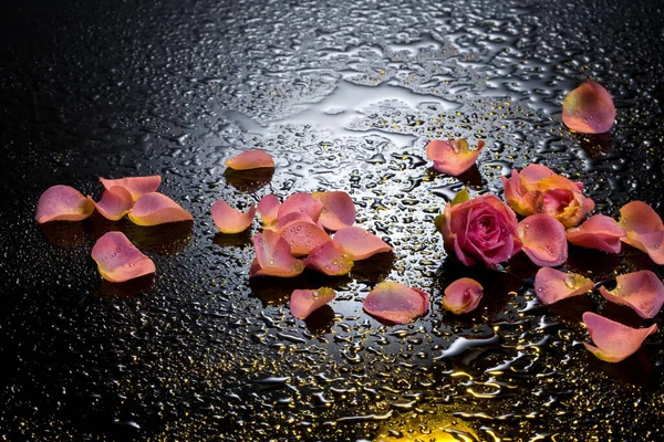 Rose Petals Black Background Water Drops — Stock Photo, Image