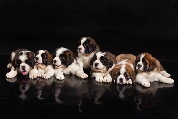 Little Bernard Puppies Een Zwarte Studio Achtergrond — Stockfoto