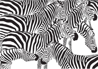 Zebra beyaz bir arka plan üzerinde kümesi
