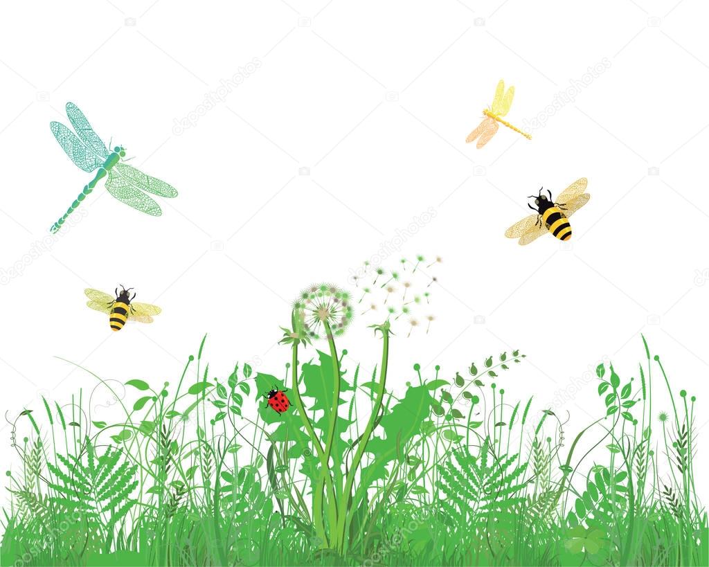 Bee, Dragonfly, Ladybug, on meadow, white background