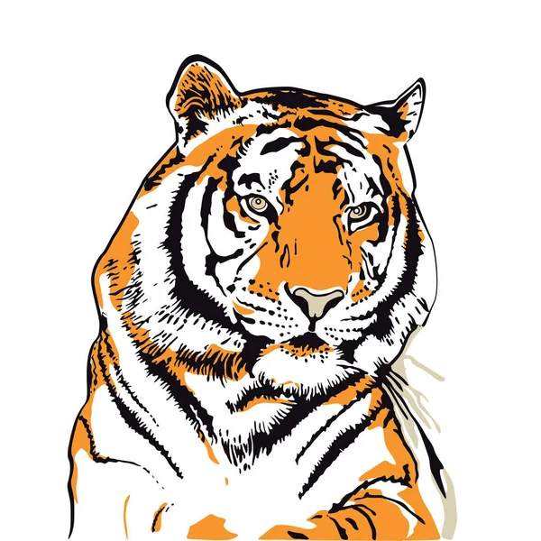 Ilustração da cabeça do tigre isolada no branco —  Vetores de Stock