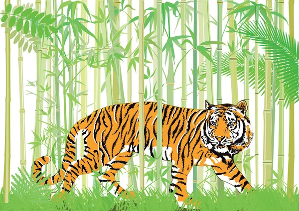 在竹丛林中的老虎 — 图库矢量图片