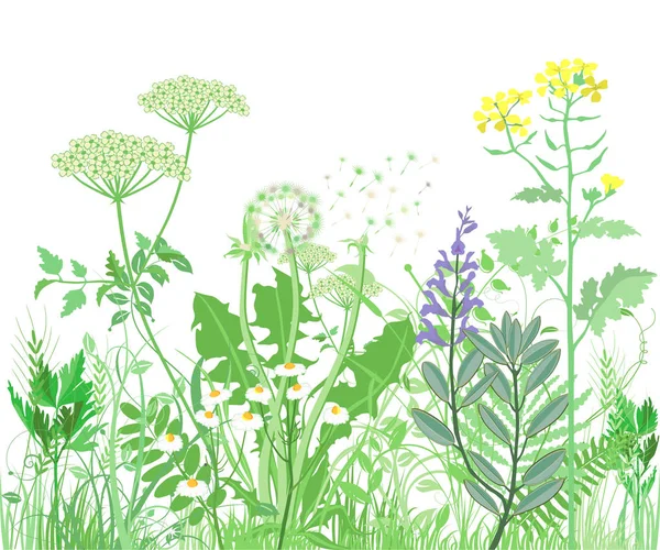 Kräuter und Wildblumen. botanische Illustration — Stockvektor