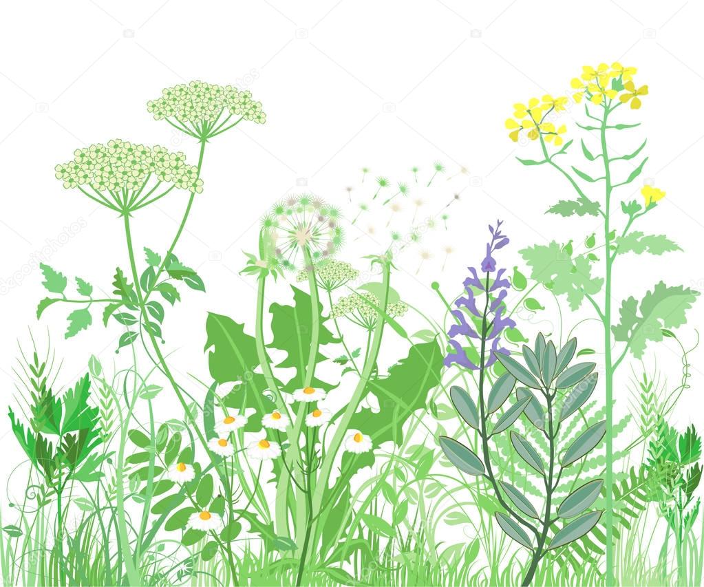 Herbs and wild flowers. Botanical Illustration