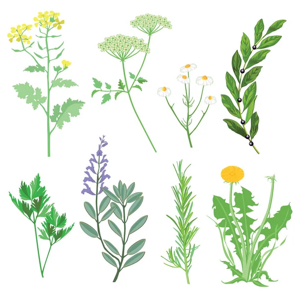 Herbs and medicinal plants. Botanical Illustration — Stock Vector