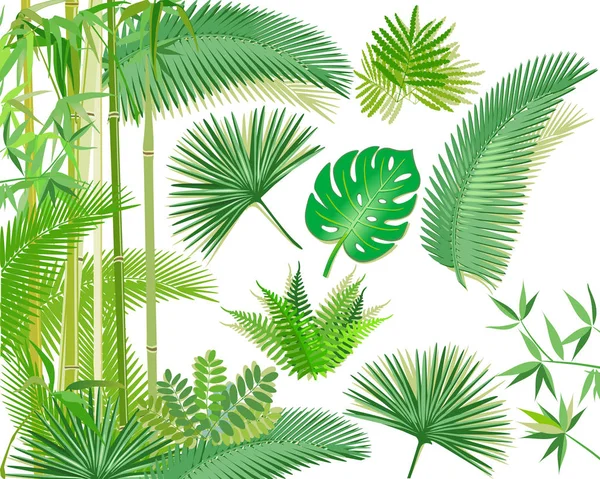 Ілюстрація екзотичних тропічних рослин — стоковий вектор