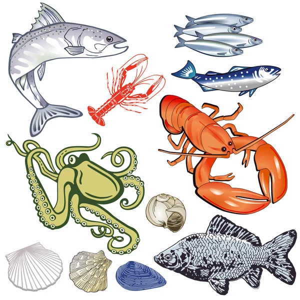 Mořské plody, ryby, mušle ilustrace — Stockový vektor