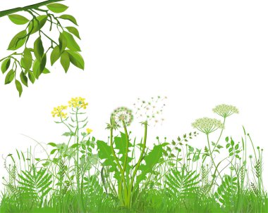 Grasses with herbs and flowers, Illustration clipart