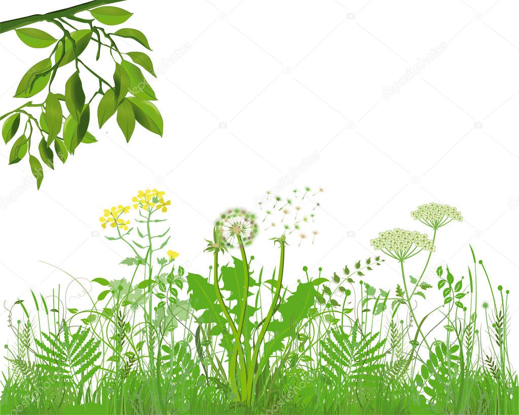 Grasses with herbs and flowers, Illustration