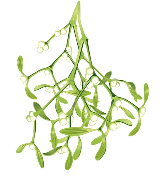 Mistletoe Branches Hanging Vector Illustration — Stock Vector