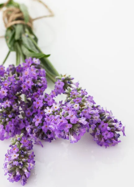 Een bos van lavendel — Stockfoto