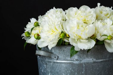 metal bir kova içinde beyaz peonies