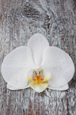 beyaz orkide phalaenopsis çiçek