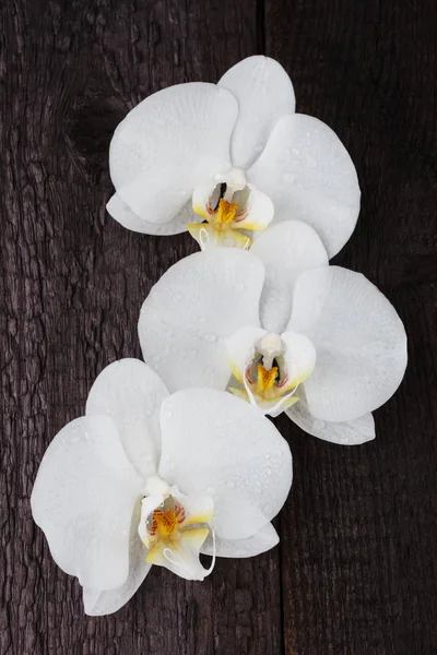 Orquídea blanca, flores phalaenopsis — Foto de Stock