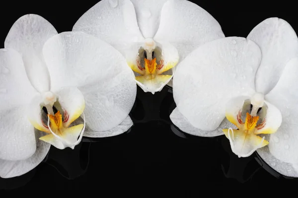 beyaz orkide phalaenopsis çiçek