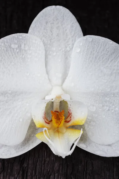 Orquídea branca, flor de phalaenopsis, close-up — Fotografia de Stock
