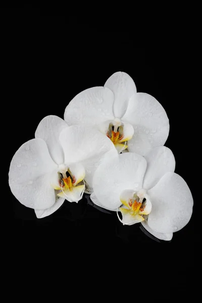 White orchid, phalaenopsis flowers on black — Stock Photo, Image